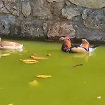 Oneiropagidasuites