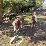 Oneiropagidasuites