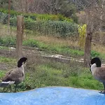 Alpehytte Oneiropagidasuites Kalavryta