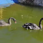 Oneiropagidasuites *