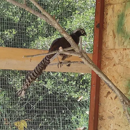 Oneiropagidasuites Kalawrita