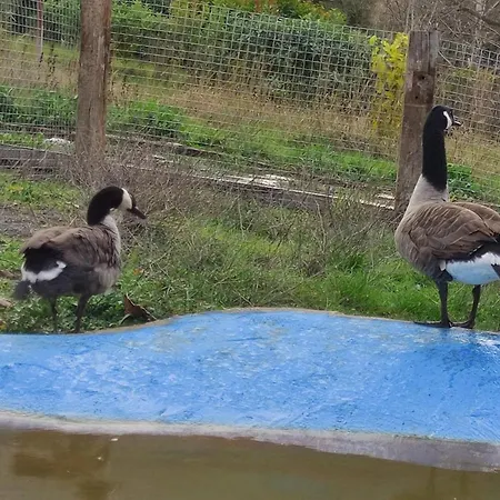 木屋 Oneiropagidasuites *