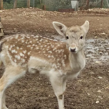 Oneiropagidasuites * 卡拉维塔