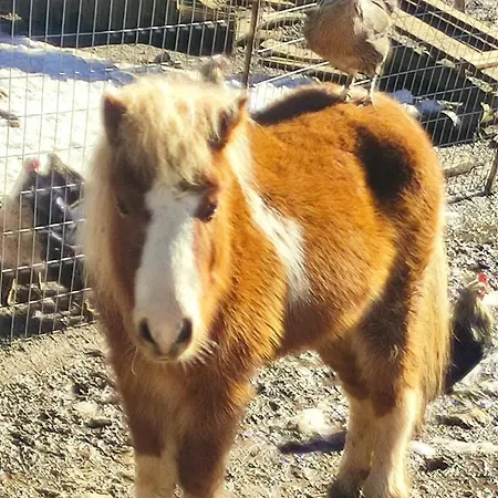 Oneiropagidasuites בקתה