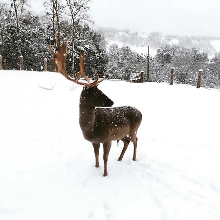 Oneiropagidasuites 木屋 *