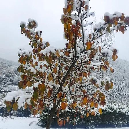 Oneiropagidasuites *