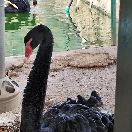 Oneiropagidasuites * Kalawrita