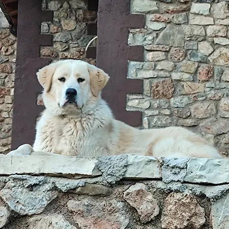 Alpehytte Oneiropagidasuites *