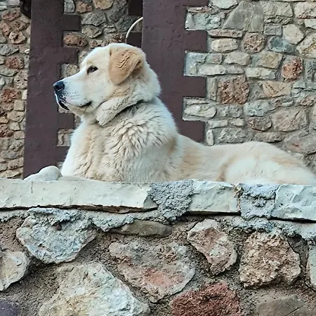 Oneiropagidasuites Alpehytte