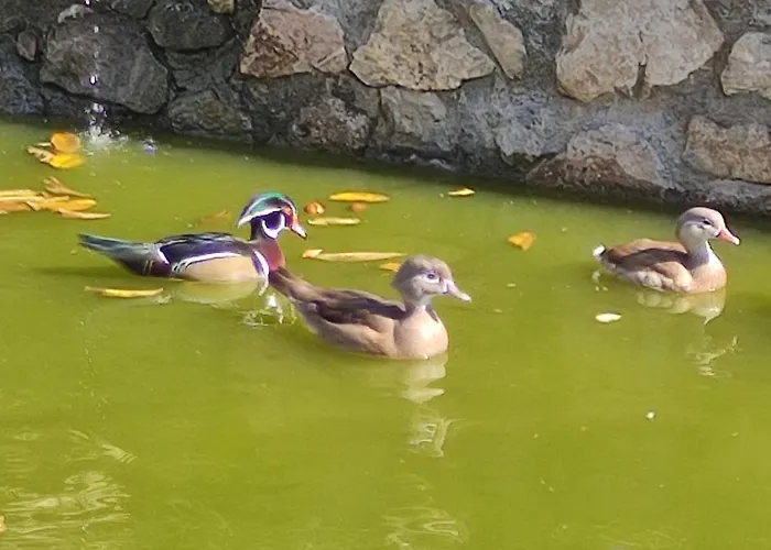 Oneiropagidasuites * Калаврита