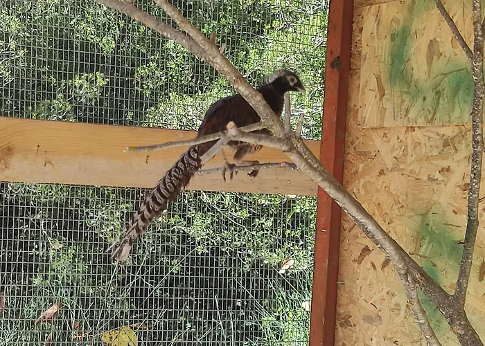 Oneiropagidasuites Калаврита