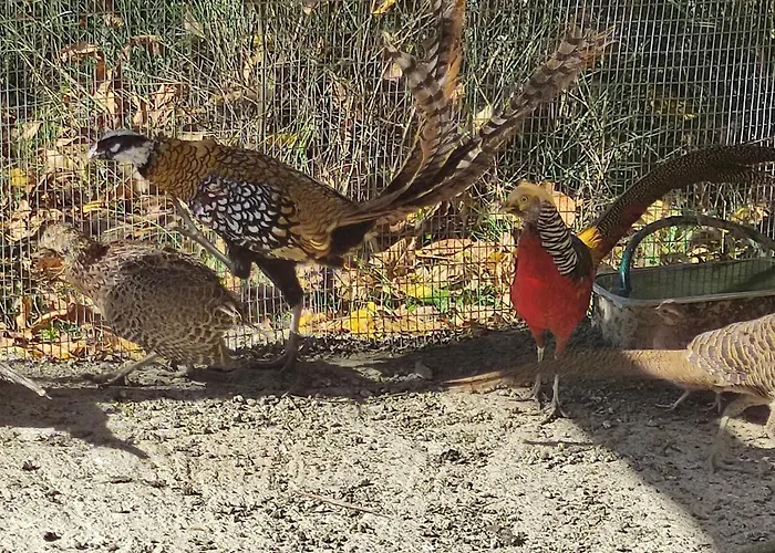 Шале Oneiropagidasuites