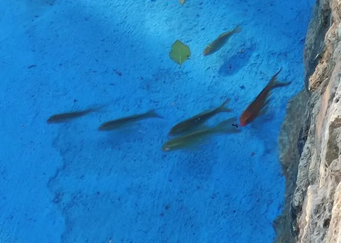 Oneiropagidasuites *