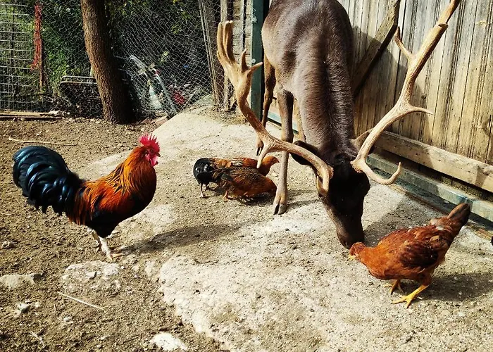 Шале Oneiropagidasuites