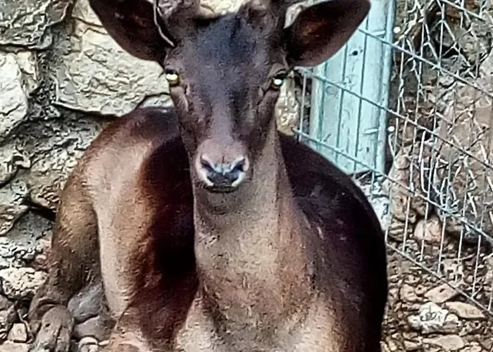 Alpehytte Oneiropagidasuites *