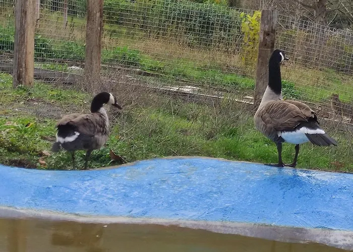 Шале Oneiropagidasuites *