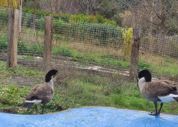 Шале Oneiropagidasuites Калаврита