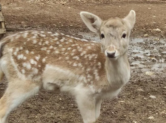 Oneiropagidasuites * Калаврита