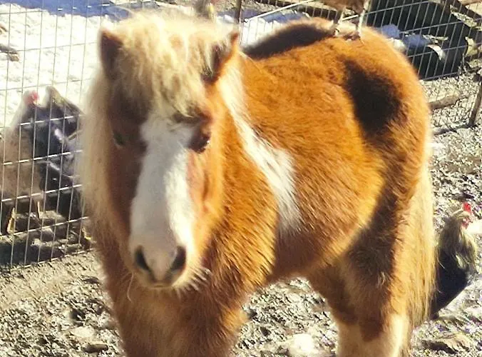 Oneiropagidasuites Alpehytte