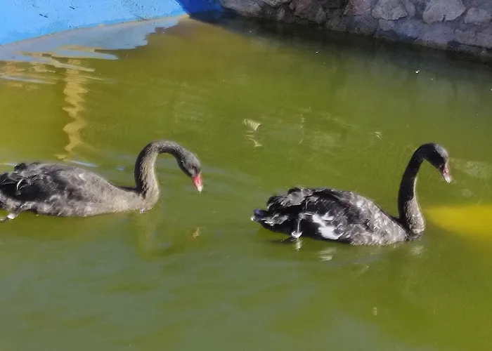 Oneiropagidasuites *